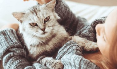 ما هو حكم تربية القطط؟