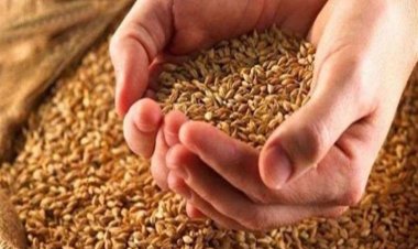 أسعار القمح 2023.. تراجع سعر القمح الروسي