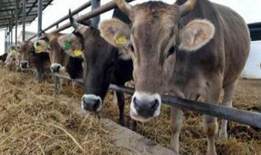 نفوق 7 روؤس ماشية فى حريق هائل بحظيرة مواشي في البدرشين 