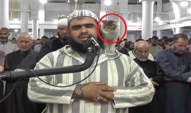الإفتاء توضح حكم صلاة إمام الجزائر بعد صعود قطة على كتفه.. خاص