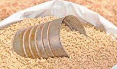 أسعار الأعلاف اليوم في مصر