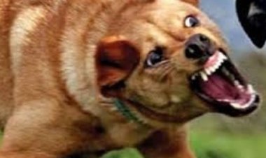 عقره كلب تملكه مذيعة شهيرة.. قانوني يوضح عقوبة المتهم بالتسبب في وفاة مدير بنك