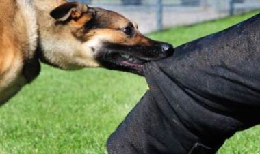 «الكلب هجم عليهم».. القبض على صاحب «كلب» عقر محاسب وشقيقه بالعجوزة