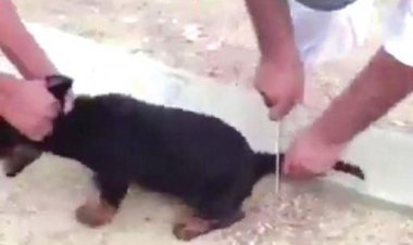 الداخلية تكشف ملابسات فيديو «تعذيب كلب» بدار السلام