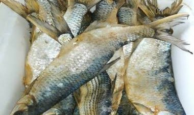 طرح 400 كيلو «رنجة وفسيخ» يوميًا في منافذ التموين احتفالا بشم النسيم