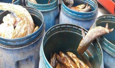 يسببه تناول الفسيخ الفاسد.. أعراض الإصابة بالتسمم الممباري