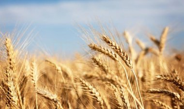 تحذير عاجل من مركز المناخ للمزارعين بشأن ري القمح بعد 8 مساءً