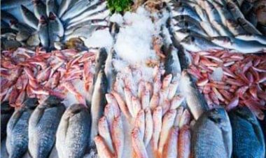 انخفاض 5 جنيهات في أسعار الأسماك اليوم الجمعة 