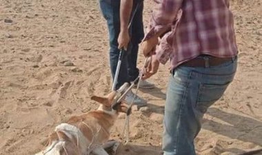 لتحقيق مشاهدات عالية.. حبس صاحب فيديو تعذيب كلب عبر تطبيق التيك توك