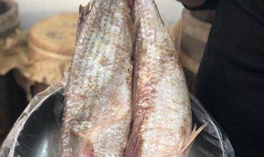 جثة و3 مصابين.. إخلاء سبيل بائع فسيخ بعد ضبطه في واقعة تسمم أسرة بقنا