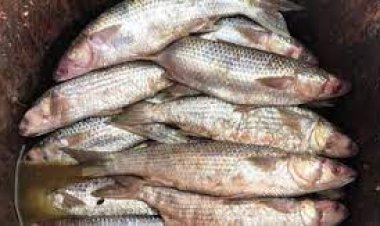 بها سم فئران.. ظهور نتيجة عينات الفسيخ بعد تسمم أسرة في قنا