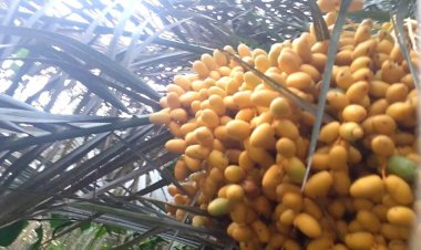 وزارة الزراعة العراقية: صدرنا 600 ألف طن من التمور