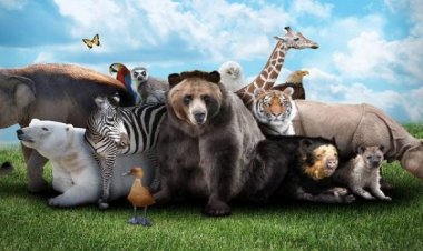 دراسة: 20% من الثدييات البرية بالعالم مهددة بالانقراض