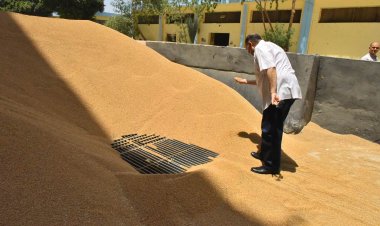 محافظ أسيوط: توريد 521 طن قمح لـ 28 شونة وصومعة منذ بدء التوريد وحتى اليوم