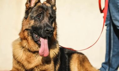 إصابة 3 أشخاص عقرهم «كلب مسعور» في بولاق الدكرور