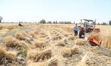 محافظ كفر الشيخ يشهد افتتاح موسم حصاد القمح ويدير حوارًا مع المزارعين (صور)