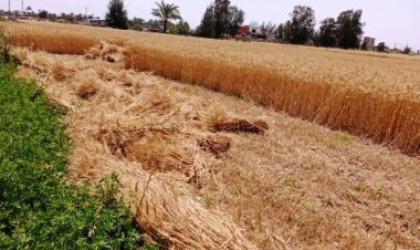 وسط أجواء من الفرحة والبهجة.. استمرار توريد القمح لشون وصوامع الشرقية