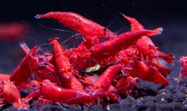 تحدثت عنه منى زكي.. تعرّف على حكاية الجمبري الفراولة