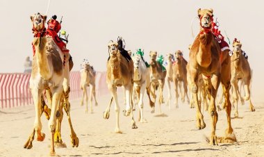 تصل أسعارها لمليوني جنيه.. المنافسة تشتعل بين «1280 جمل» بسباق الهجن بشمال سيناء