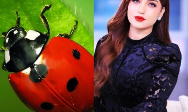 ما هي حشرة الدعسوقة التي وصفت بها ياسمين عز غريماتها رضوى الشربيني؟