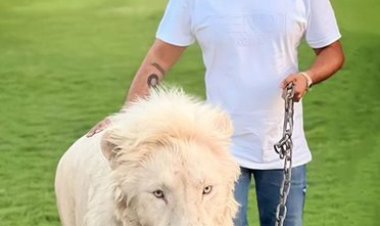 بعد استعداده لإخراج مسلسل عمرو سعد.. محمد سامي بصحبة أسد ونمر