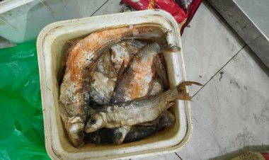 ضبط ٢٤ طن لحوم وأسماك مملحة ومدخنة فاسدة بالجيزة