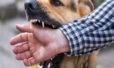 إصابة طالب عقره «كلب» في مدينة 6 أكتوبر