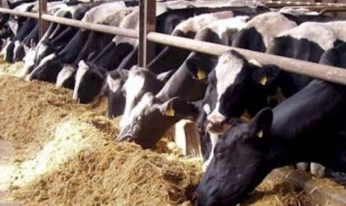 أسعار الأضاحي 2023