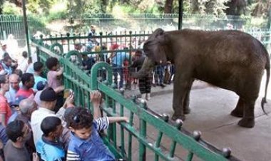 مواعيد عمل حديقة الحيوان بالجيزة