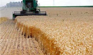 وزارة التموين تعلن ارتفاع توريد القمح المحلى لـ800 ألف طن حتى الآن