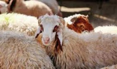 «قبل عيد الأضحى».. اعرف أسعار العجول والأضاحي اليوم