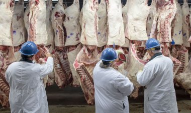 عيد الأضحى 2024.. إرشادات مهمة للحفاظ على لحوم الأضحية بعد الذبح