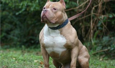 النيابة تأمر بحبس صاحب كلب وعاملة لديه تسببا فى عقر الكلب طفلة بالدقى