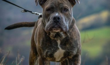 هل الكلاب طاهرة؟ وما حكم تربيتها؟.. الإفتاء تجيب