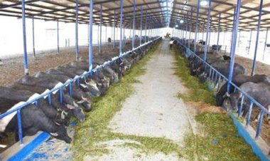 استثمر فلوسك صح.. خطوات ترخيص إنشاء مزرعة مواشي