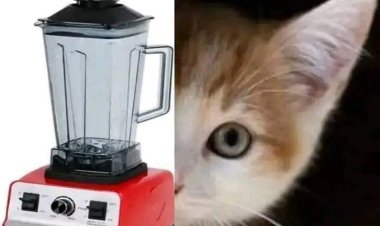 انتشار فيديو لشخص يفرم قطة حية ودانا حمدان تعلق: «لازم يتقبض عليه»