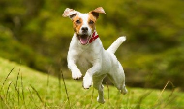 كيف استفادت الكلاب من تتويج الملك تشارلز؟