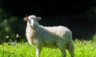 مع اقتراب العيد .. أيهما أولى الأضحية أم العقيقة ؟.. أزهري يُجيب (خاص)