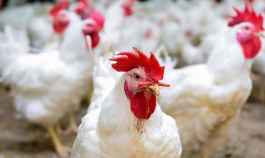 الثروة الداجنة وتغير المناخ.. الفراخ معرضة للإصابة بالإجهاد الحراري