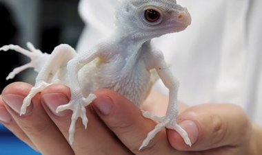 لم تكن الأولى.. صور بواسطة الذكاء الاصطناعي لتنين مستنسخ تتصدر التريند