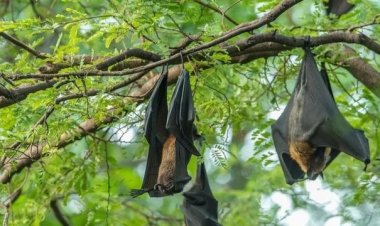 هل تتكرر أزمة كورونا؟ انتشار فيروس بسبب خفافيش الروسيت المصري