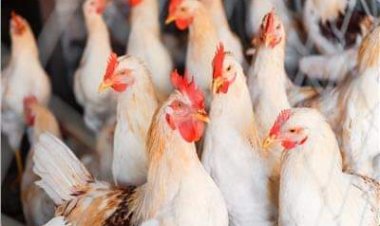 ارتفاع طفيف في أسعار الدواجن اليوم الجمعة 19 مايو