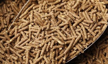 أسعار الأعلاف اليوم في مصر