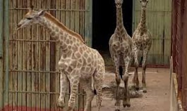 ننشر مواعيد حديقة الحيوان بالجيزة