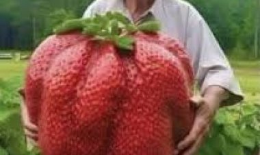 مزارع أجنبي يُثير الجدل بأكبر فراولة  في العالم