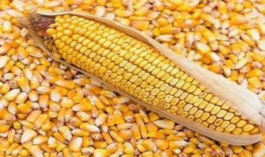 بالأرقام.. انخفاض أسعار القمح والذرة والصويا عالميًا