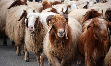 قبل ما تشتري.. نصائح مهمة لاختيار أضحية سليمة في عيد الأضحى 2024