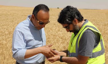 نائب محافظ المنيا: توريد 327 ألف طن من محصول القمح بشون وصوامع المحافظة