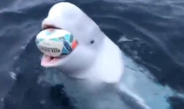 النرويج تتهم روسيا بترويض حوت للتجسس عبر البحار