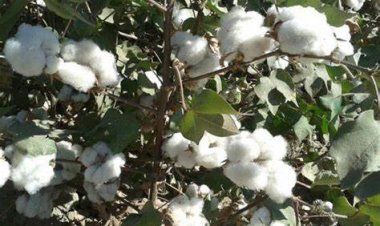 مميزات الزراعة الآلية للقطن.. خبير: توفر الوقت والنفقات